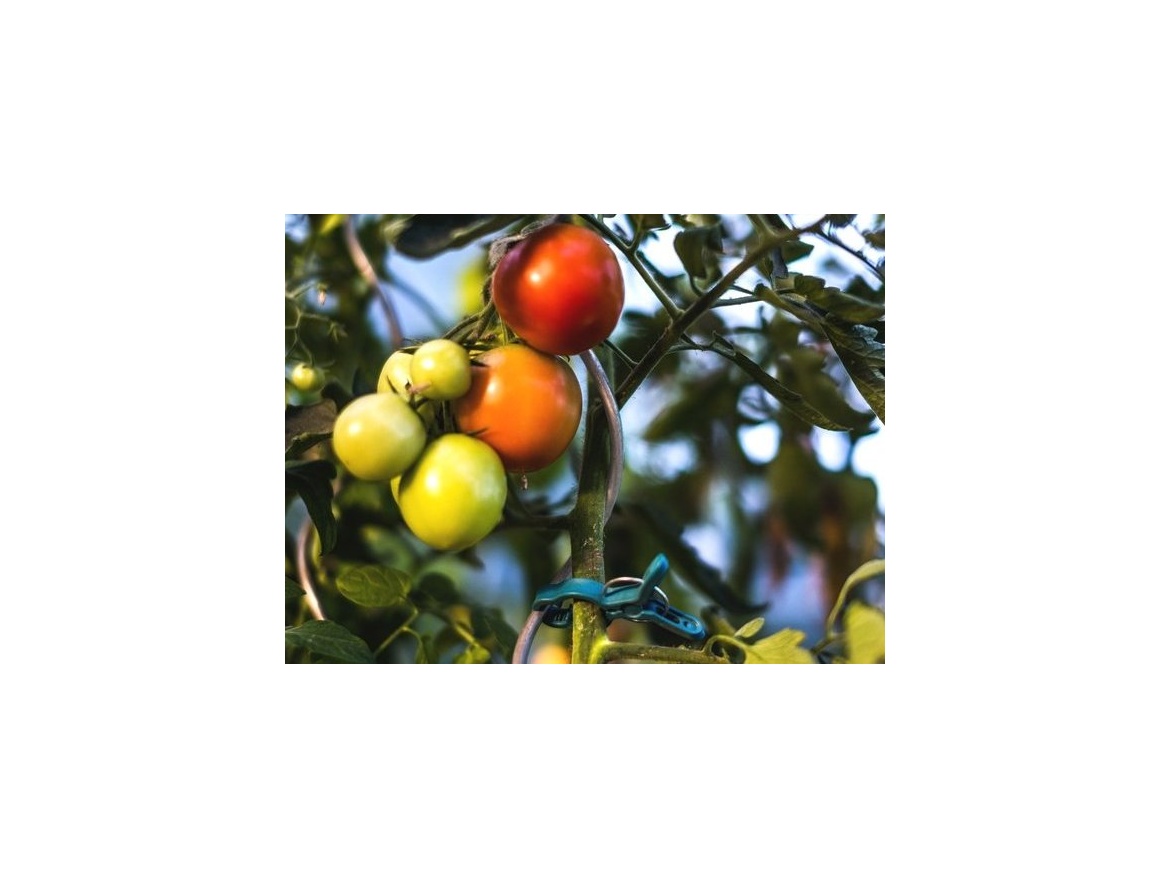 Bradas Spony pro uchycení rostlin  - 2 velikosti