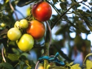 Bradas Spony pro uchycení rostlin  - 2 velikosti