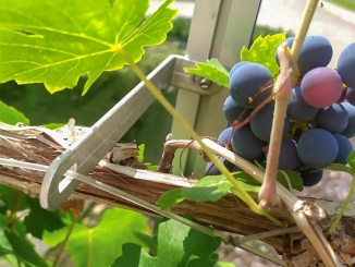 Üvegházi berendezések –  Euro-Serre Grape Hook