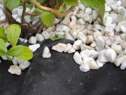 Mulčovací textilie Juta