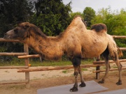 Polykarbonátová vlnitá doska Gutta Guttagliss Wabe