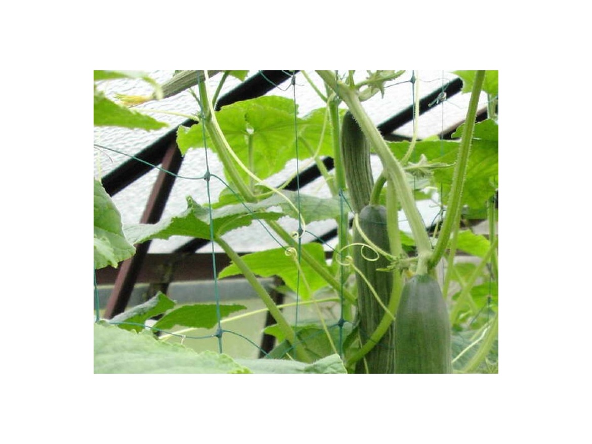 Sieť Scobax na vyvazování popínavých rostlin