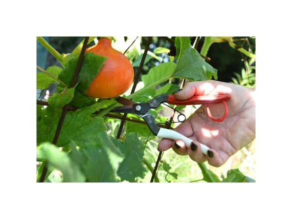 Zastrihávacie nožnice s krátkymi čepeľami 307