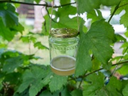 Ověřené metody, jak se zbavit vos