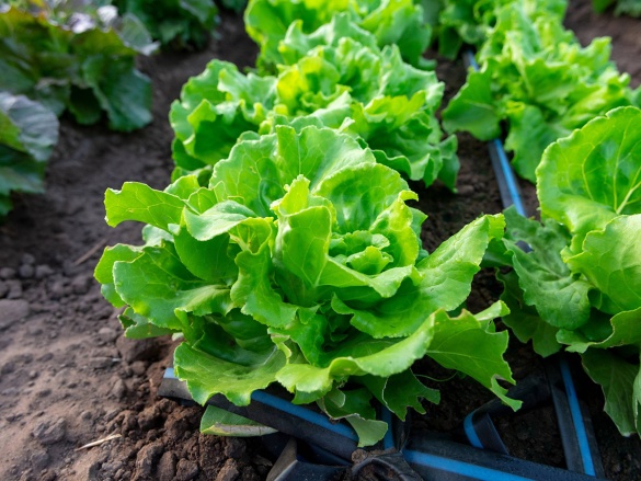 Mit kell termeszteni az üvegházban ősszel