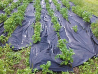 Üvegházi berendezések –  Gutta Agro