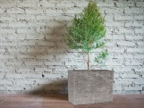 G21 Květináč Natur Box