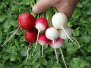 Mit kell termeszteni az üvegházban ősszel