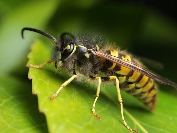 A rovarok vendégszeretetéről