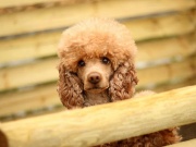 Dřevěný Scobax Kompostér Profi