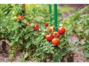 Bradas Ocelová tyčka k rostlinám 1,1cm - 90cm/10ks