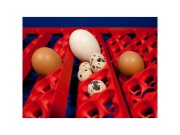 Scobax Líheň na vejce BOROTTO REAL 49