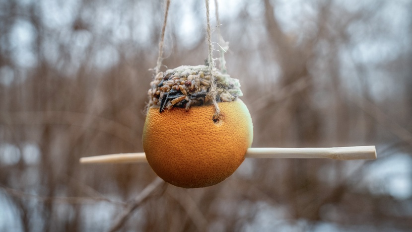 Domácí lojové koule pro ptáky