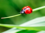 O hmyzom hotelierstve