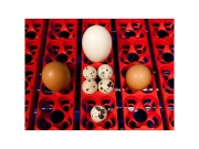 Scobax Automatická líheň na vejce BOROTTO LUMIA 16 AUTOMATIC