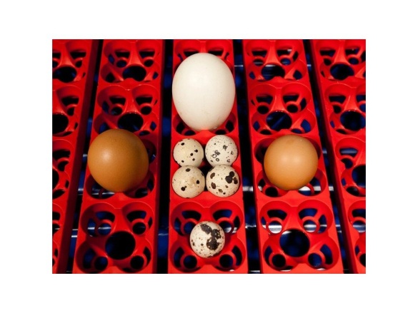 Scobax Automatická líheň na vejce BOROTTO LUMIA 16 AUTOMATIC