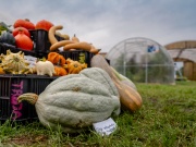 Autonóm üvegházunk egy hortibotanikus napon