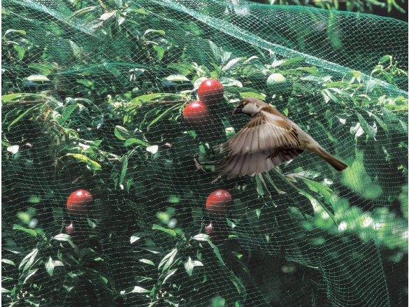 Sieť proti vtákom Tenax Ochranná síť ptactvu Ortoflex