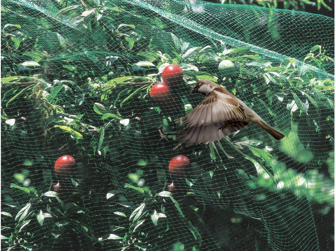 Síť proti ptákům Tenax Ochranná síť ptactvu Ortoflex