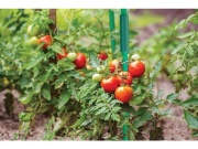 Bradas Spojka pro tyčky k rostlinám - 1,6cm/10ks