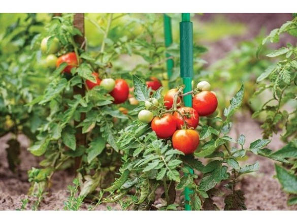 Bradas Spojka pro tyčky k rostlinám - 1,6cm/10ks