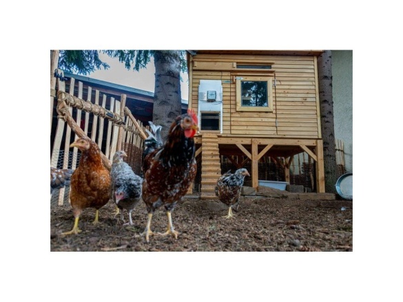 Scobax Automatické otevírání a zavírání kurníku JOSTechnik HK-Bat