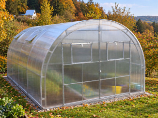 Farmářské –  Scobax Gargantua