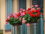 Zazimování pelargonií: bohaté květy i příští rok