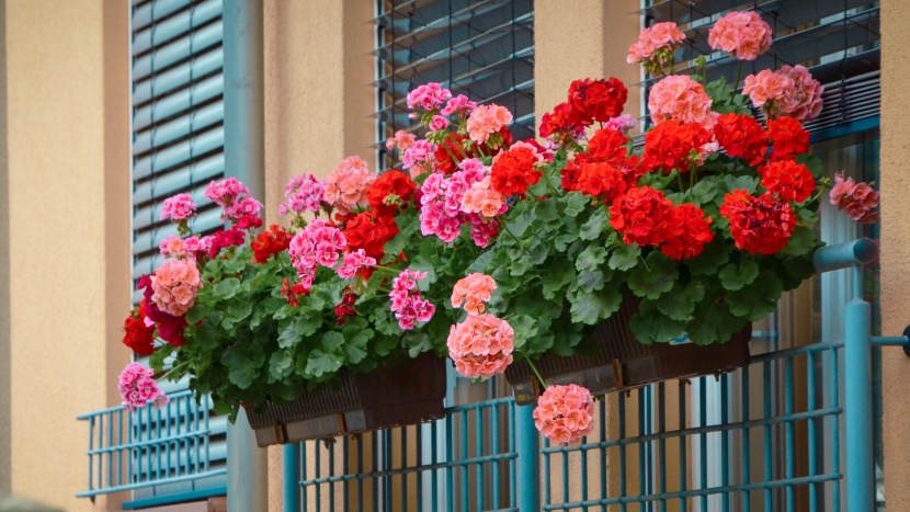 Zazimování pelargonií: bohaté květy i příští rok