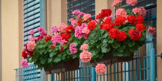 Zazimovanie pelargónií: bohaté kvety aj v budúcom roku