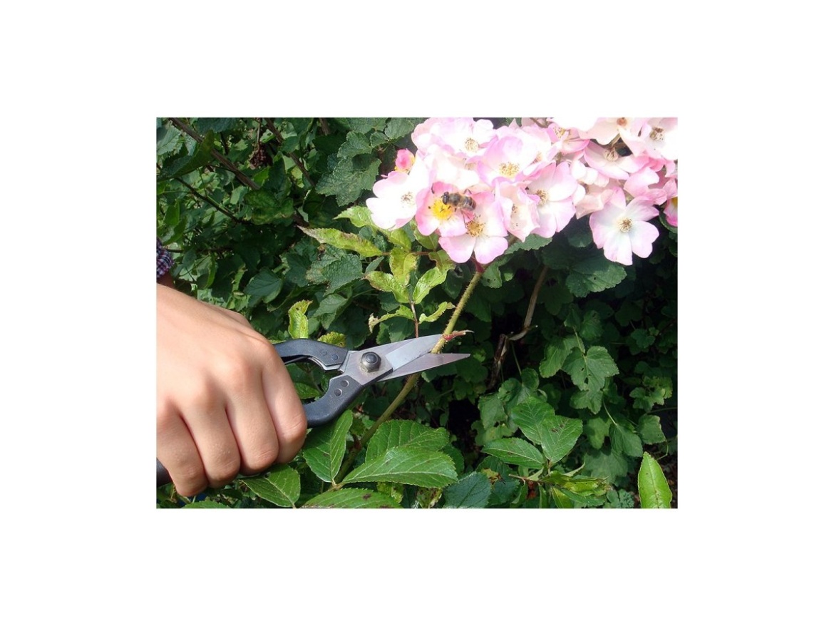 Nagy teherbírású metszőollók 207