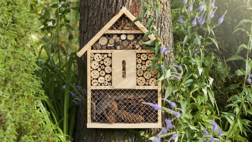 A rovarok vendégszeretetéről