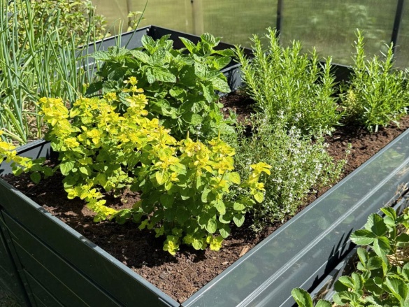 Emelt ágyás Scobax