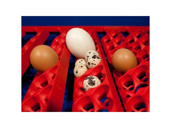 Scobax Automatická líheň na vejce BOROTTO REAL 49 AUTOMATIC