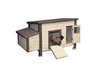 Hydina –  Scobax Lincoln