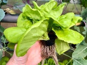 Hydroponické rameno Sensorie