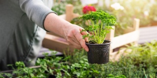 Desatero výhod skleníku - 2. díl