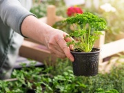 Desatoro výhod skleníka - 2. diel