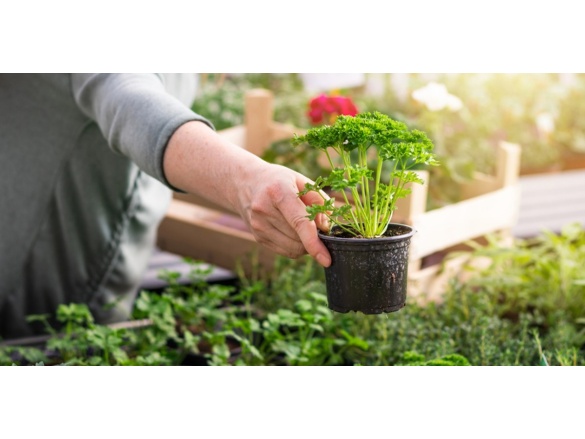 Desatoro výhod skleníka - 2. diel