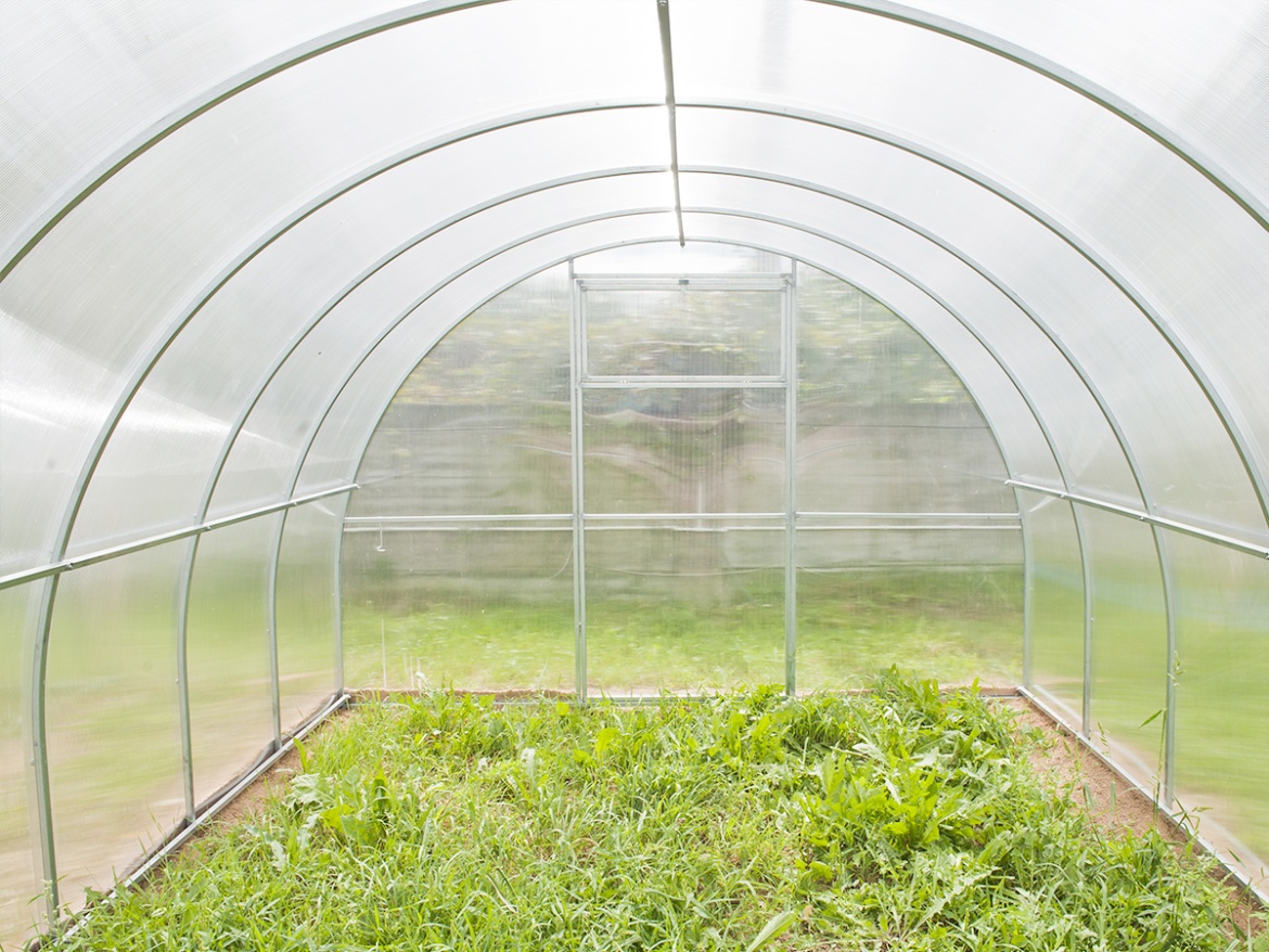 Üvegház Scobax Gargantua