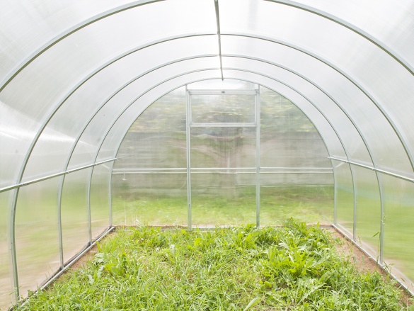 Üvegház Scobax Gargantua