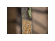 Pro MRS 1300 Scheppach Ocelový drátěný kartáč