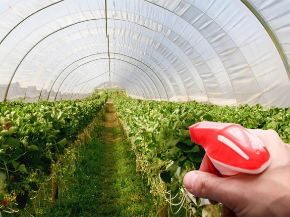 Sbohem škůdci aneb dezinfekce skleníku