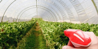 Viszlát kártevők vagy üvegházi fertőtlenítés