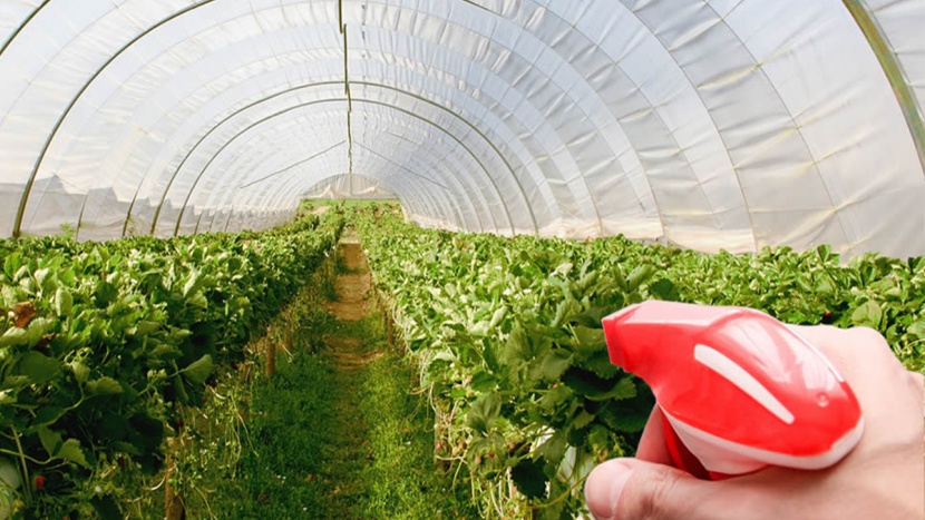 Viszlát kártevők vagy üvegházi fertőtlenítés