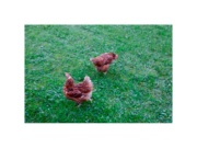 Scobax Ochranná síť proti dravcům KERBL - více variant