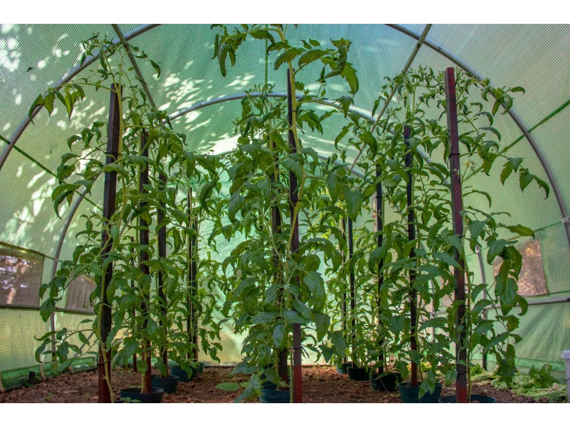 G21 Fóliovník  200 x 200 x 200 cm, zelený