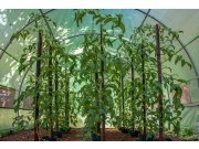 G21 Fóliovník  200 x 200 x 200 cm, zelený