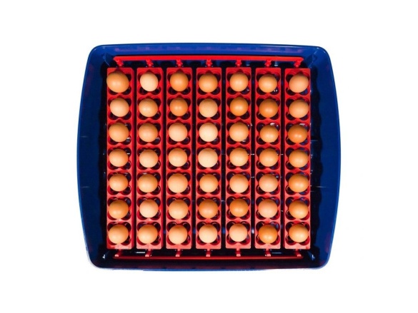 Scobax Líheň na vejce BOROTTO REAL 49