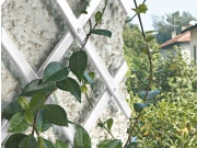 Mříž na rostliny Tenax